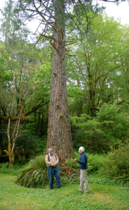 Vancouver Island > Ronning Garden > Ron Moe e una sequoia