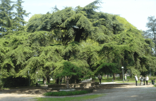 Reggio Emilia > Giardini > Cedro del Libano
