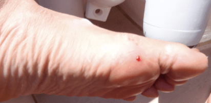 Anche i pesci mangiano