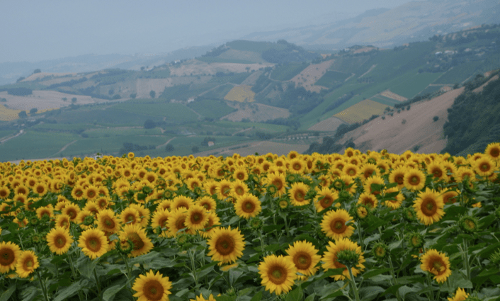 Colline nei dintorni di Ripatransone, luglio 2009 Colline nei dintorni di Ripatransone, luglio 2009