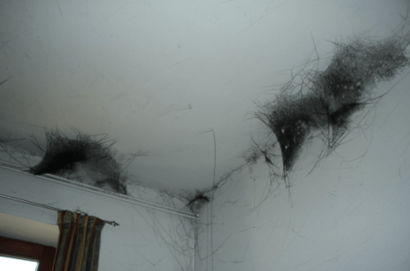 Effetti di una radio lasciata in standby > ragnatele