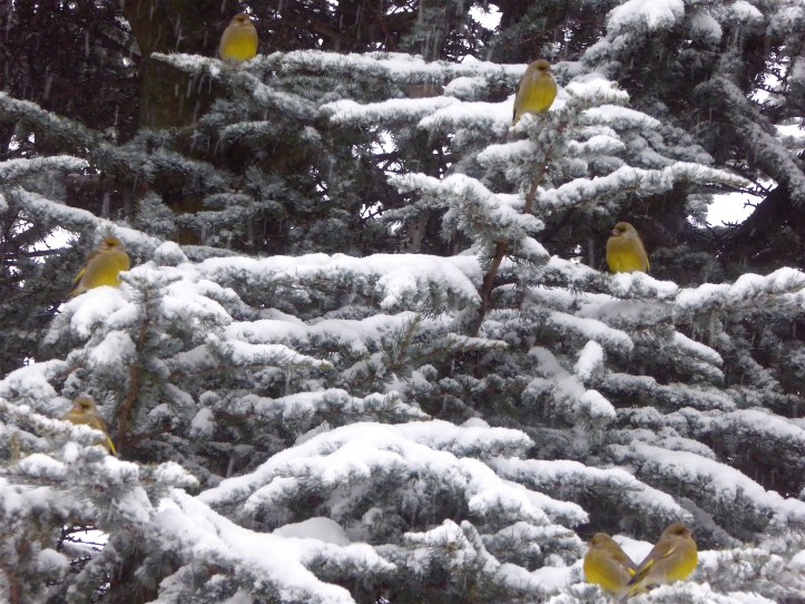 Verdoni tra i rami del cedro