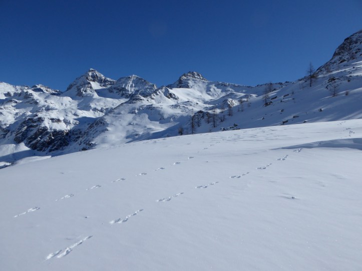 11.02.2016 orme di lepre salendo alla Clavalité