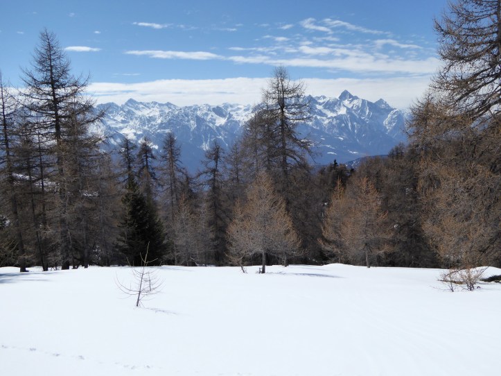 Emilius e Becca di Nona tra i larici alla quota dell'alpe Chancellier