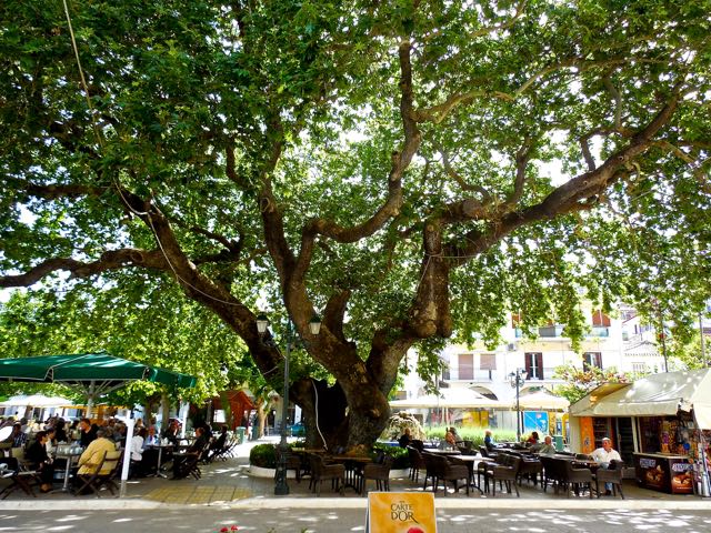 Che meraviglia bersi un caffè sotto questi rami!